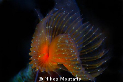 a new borned spyrobranchus by Nikos Moutafis 